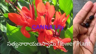 How to collect canna lilies flowers seeds from plant  growing from seedstips amp Care Canna Lily [upl. by Llorrac]