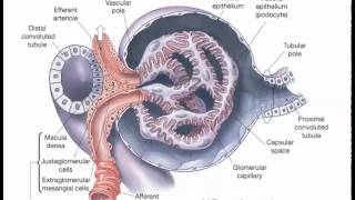 Juxtaglomerular complex [upl. by Farver928]