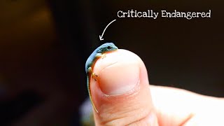 I Hatched The Worlds Smallest Blue Gecko [upl. by Laleb782]