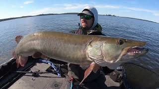 Muskie Fishing Lake of the Woods Mid August [upl. by Kloman256]