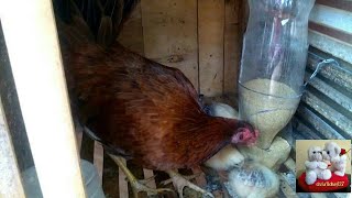 DIY Automatic Chicken amp Bird Feeder from Waste Plastic Bottle [upl. by Archambault]