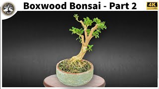 Boxwood Bonsai  Part 2 [upl. by Neltiak]