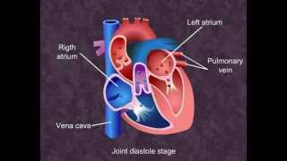 Cardiac Cycle  Body Fluids and Circulation Class XI Meritnationcom [upl. by Elyac]