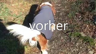 Spondylose beim Hund  Behandlung mit physiokey [upl. by Teplitz]