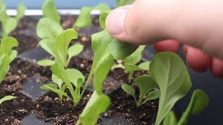 How to Make a Mini Kratky Hydroponic System for Lettuce [upl. by Leno]