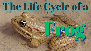 The Life Cycle of a Frog [upl. by Fillbert242]