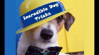 Incredible Dog Tricks Performed by Jesse the Jack Russell [upl. by Eicak]