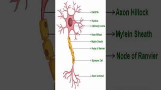 Structure of Neuron12thbiology cbse neet biology science education knowledge neurology [upl. by Marley763]