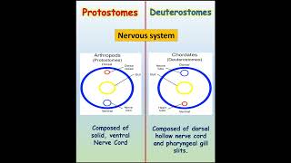 Discover the Incredible Difference Between Protostomes and Deuterostomesilmkidunyaofficial [upl. by Lindholm]