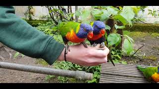 Rainbow Lorikeet Feeding [upl. by Tigirb926]