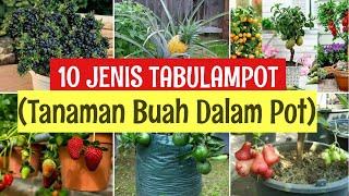 TANAMAN BUAH DALAM POT YANG CEPAT BERBUAH  JENIS TABULAMPOT CEPAT BERBUAH [upl. by Atalayah]