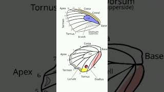 Butterfly Wings² 🦋  Observed in Description [upl. by Ribble107]