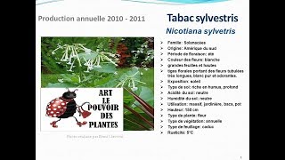 Tabac sylvestris nicotiana sylvestris plante annuelle [upl. by Bara]