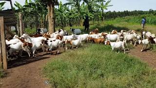 Free range system for Goat Farming [upl. by Yatnahs]