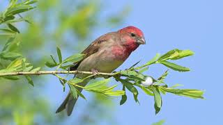 Carpodacus erythrinus [upl. by Ron]