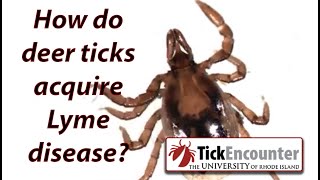 How do deer ticks become infected with lyme disease [upl. by Rosenzweig]