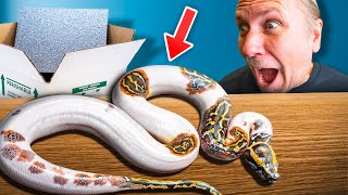 Unboxing My Favorite Snake Ever [upl. by Oiliruam113]