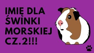 Imię Dla Świnki Morskiej cz 2  37 MEGA IMION  Imionowo [upl. by Lolanthe]