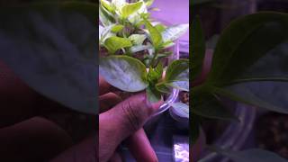 Germinate Pepper Seeds within hours garden gardening [upl. by Yearwood]