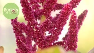 Burkes Backyard Amaranth [upl. by Nyleahs]