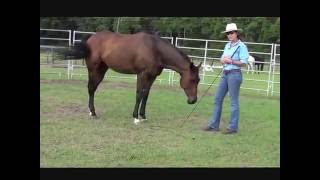 How to Retrain the ExRacehorse OTTB Billys first day Round Penning [upl. by Klos]