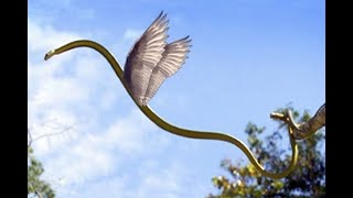 The Flying Snake  The Fascinating Glide of Natures Paper Airplane [upl. by Aoht]