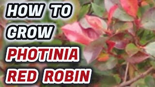 How To Grow Photinia Red Robin  Tips You NEED To Know [upl. by Server750]