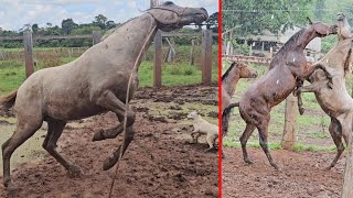 CAVALO XUCRO NO LAÇO DEU RUIM😱 [upl. by Kerred731]