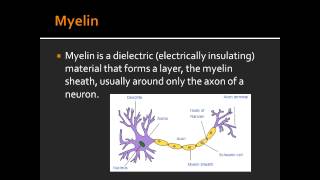 Myelin  First Aid USMLE [upl. by Finkelstein882]