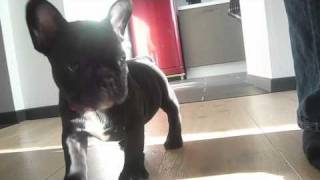 Juka french bulldog first day  home [upl. by Akciret598]