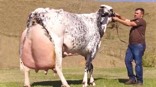 Top 4 World’s highest milking cows  Hf cow girolando cow  jersey cow gir cow  full documentary [upl. by Arman]