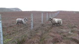 Shetland Rams [upl. by Maximilien499]