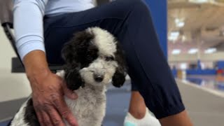 Meet Bailey from the Mavs the NBAs first emotional support animal [upl. by Proudfoot162]