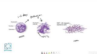 Neutrophil Extracellular Traps  NET [upl. by Ahseim]