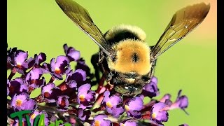 Características de las abejas  TvAgro por Juan Gonzalo Angel [upl. by Leigh]