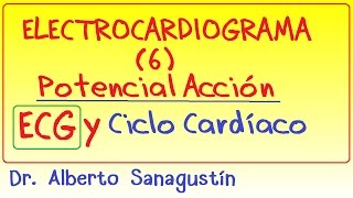 Electrocardiograma 6 potencial acción cardíaco ECG y ciclo cardíaco correspondencia [upl. by Aicelaf]