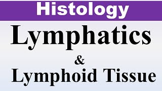 Chp9a Histology Inder Bir Singh  Lymphatics amp Lymphoid Tissue  Dr Asif Lectures [upl. by Halet12]