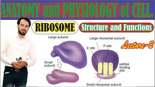 Ribosomes  Structure Composition and Functions of Ribosomes  Large subunit and Small Subunit [upl. by Ahser]