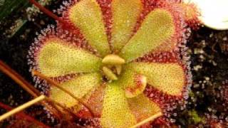 Drosera sp quotFloatingquot a form of D admirabilis  Sundew Carnivorous Plant [upl. by Foy]