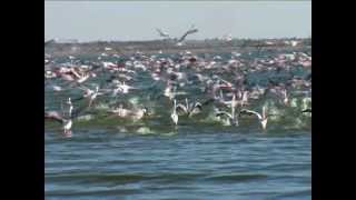 Southern African Birds Lesser Flamingo flying away [upl. by Ailahk]