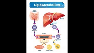 LIPID METABOLISM Biochemistry Session 1Lipid Digestion [upl. by Odlawso]