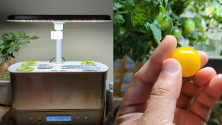 Aerogarden Golden Harvest Tomatoes  Seed to Harvest Across 80 Days [upl. by Clifton922]