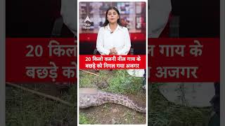 Rajasthan News Ajmer में अजगर को नीलगाय ने निगल लिया ABP LIVE [upl. by Katherin]