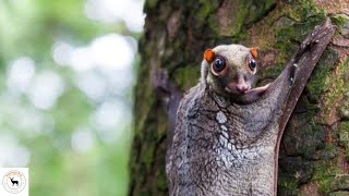 Colugo Effortless Southeast Asian Forests Glider [upl. by Ayihsa]