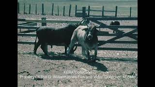 Profile On V61  Minick Ranchs Unrideable Bull  1971 [upl. by Ynner]