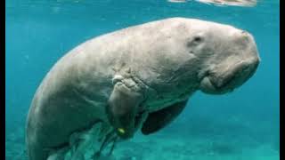 dugong sounds [upl. by Raphaela]