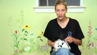 What Can I Feed My Lionhead Rabbit  Rabbit Care [upl. by Wilone356]