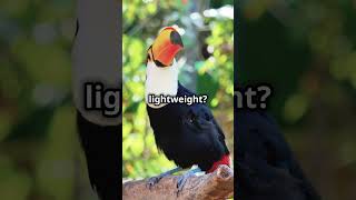 Fascinating Facts About Toucans toucans toucanbird birds nature animalkingdom animalfacts [upl. by Nosilla]