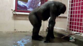 Breakdancing Gorilla at the Calgary Zoo Explained [upl. by Florrie56]