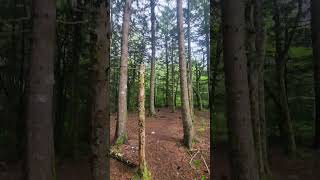 Hiking in the Pisgah Forest [upl. by Shanks]